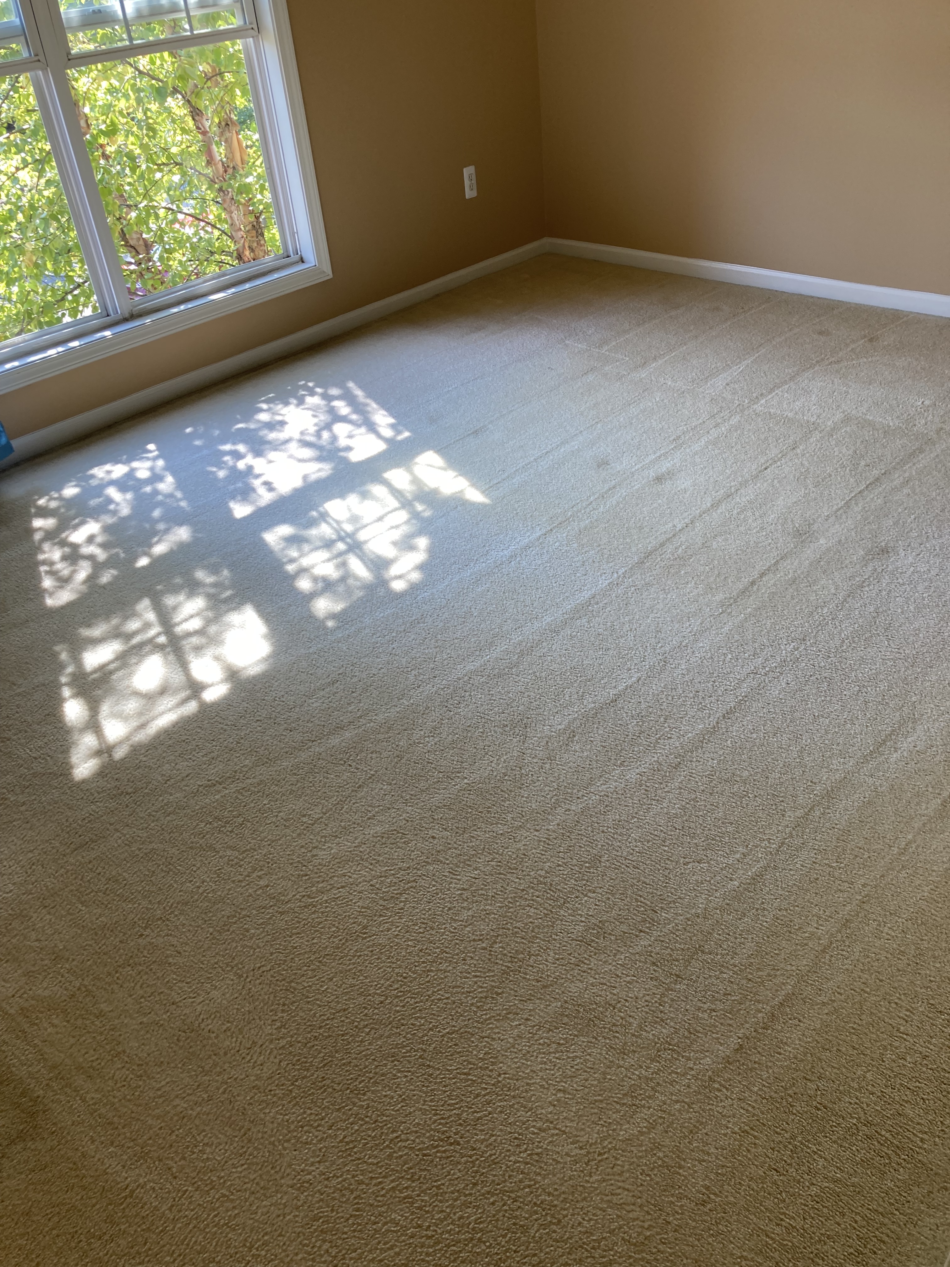 picture of a finished carpet cleaning of a living room
